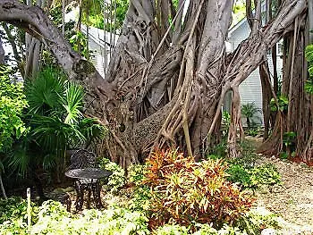 דירה קי וסט The Banyan Resort