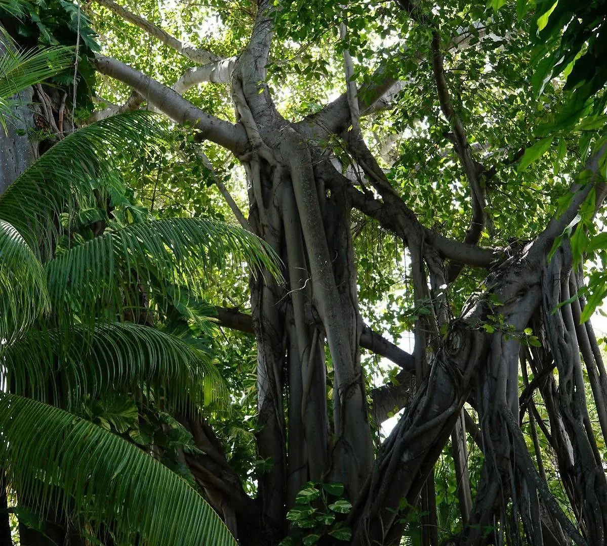 The Banyan Resort Ки-Уэст